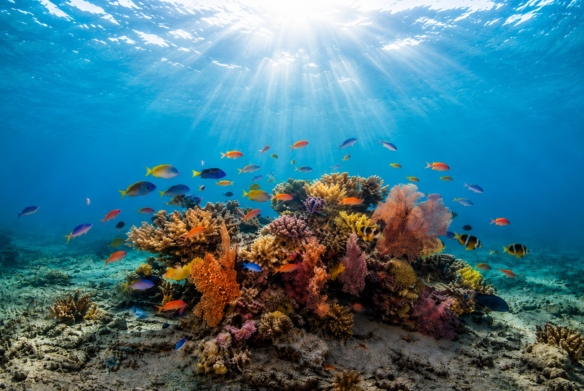 Coral reef with tropical fish seen while snorkeling